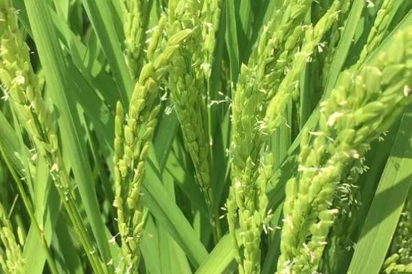 清香优1538水稻品种的特性，每亩有效穗数14.9万穗