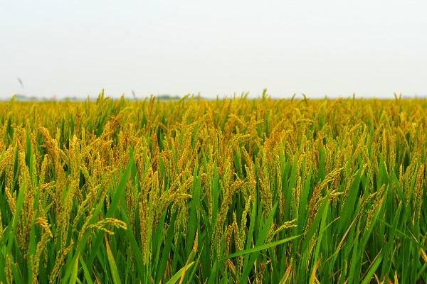 文两优徽丝水稻种子特征特性，每亩有效穗数17.8万穗