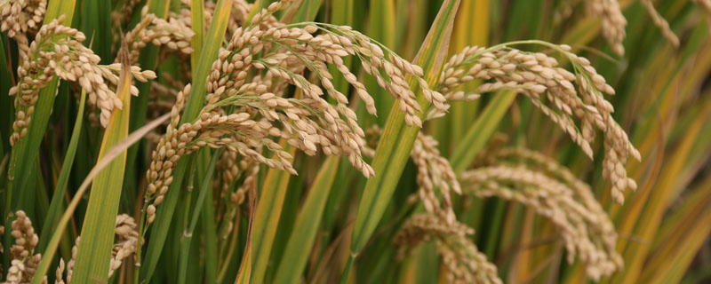 文两优慧丝水稻种子简介，一般3月中旬至4月中旬播种