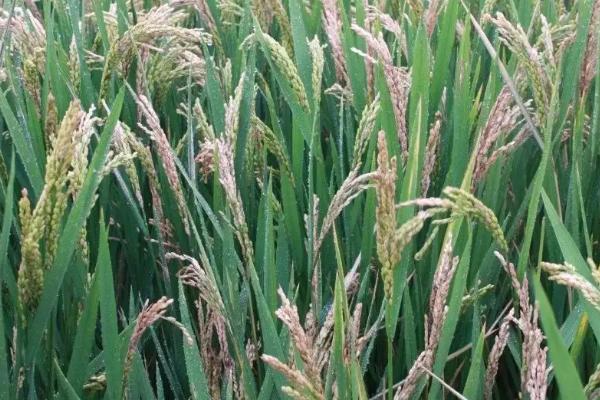 清香优1538水稻品种的特性，每亩有效穗数14.9万穗