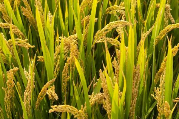 Q两优粤五丝苗水稻种子特征特性，每亩有效穗数17.5万穗
