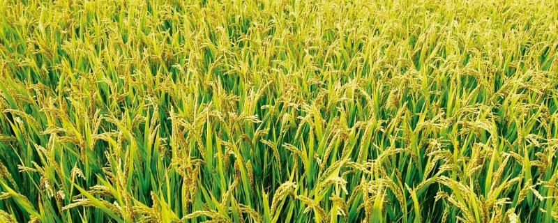 华优钰禾水稻种子介绍，一般3月下旬至4月上旬播种