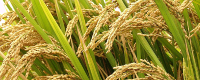 华浙优210水稻种子介绍，每亩插足基本苗2万以上