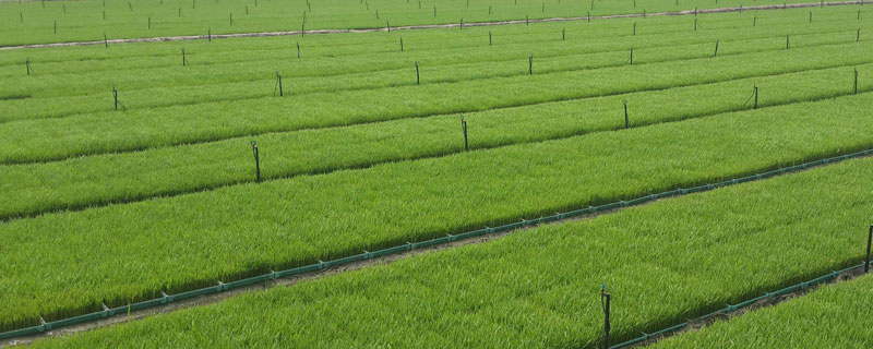 美香两优晶丝水稻品种的特性，全生育期152.0天