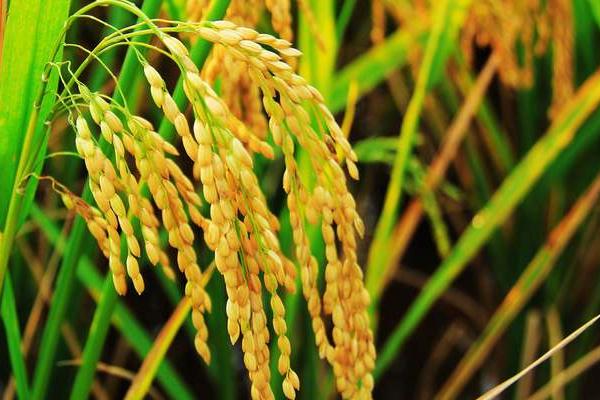 F两优658水稻种子特点，一般3月下旬至4月上旬播种