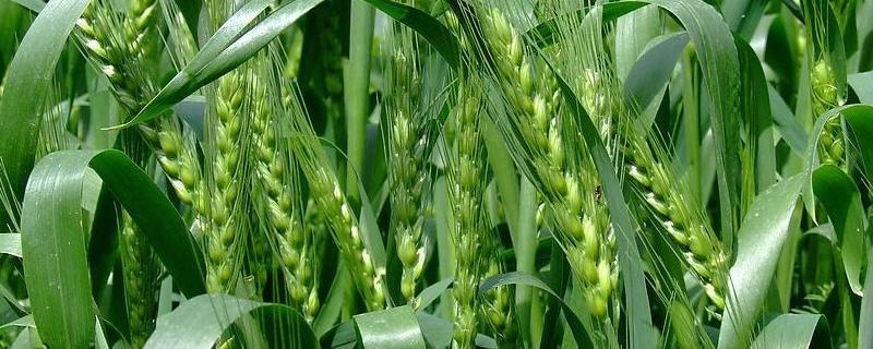 中麦804小麦种子特征特性，区域试验平均生育期248天
