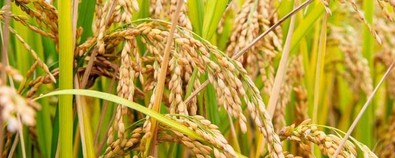 辽丹67优89水稻种子特点，秧田播种量每亩30.0千克