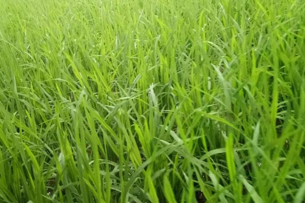 溢优5466水稻品种简介，一般3月中旬至4月上旬播种