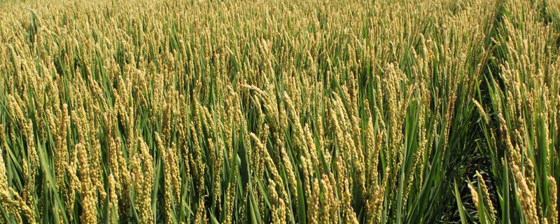 淮稻28水稻品种简介，粳型常规水稻品种