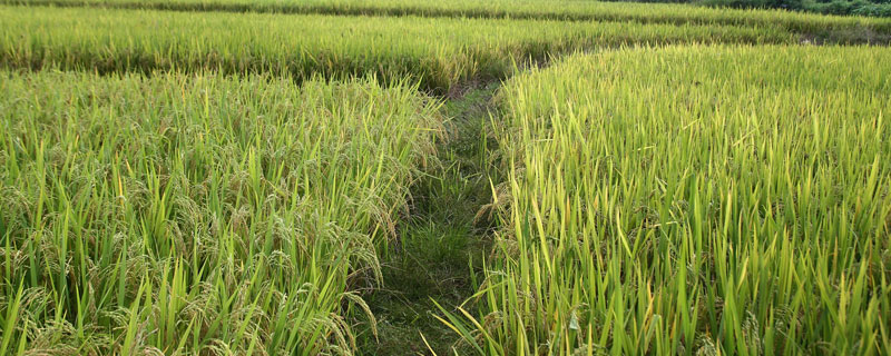 荃广优836水稻种子简介，秧田播种量每亩10-12千克