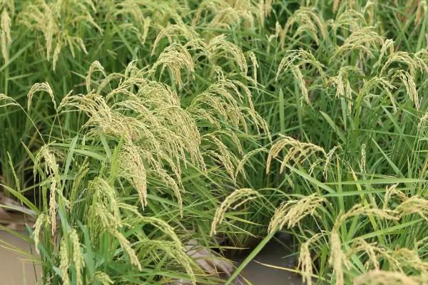 荆两优3367水稻种子介绍，秧田播种量每亩12.5千克