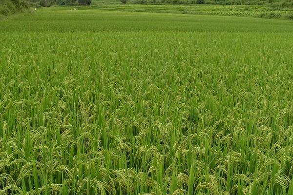 隆晶优4013水稻种子特征特性，一般5月下旬至6月上旬播种