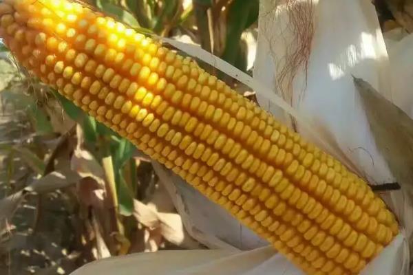 斯达糯59玉米品种的特性，种植密度每亩3500株左右