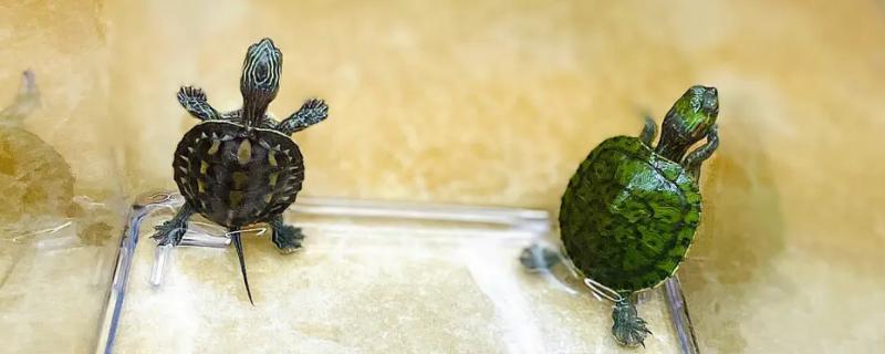 珍珠龟是深水龟吗，是水龟但不算深水龟