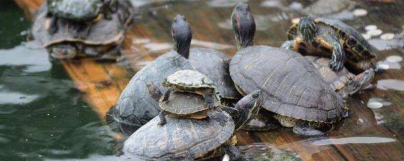 巴西龟能放生河里吗，是外来入侵物种不可放生河里
