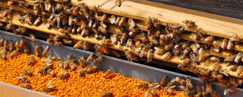 蜜蜂吃什么，花蜜、蜂王浆和糖浆都是蜜蜂的食物