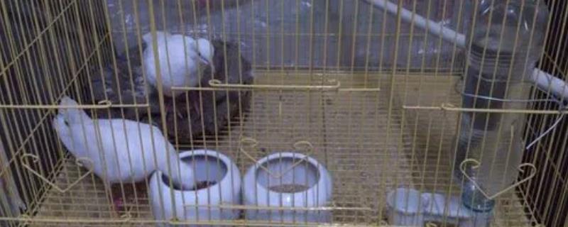 鸽子繁殖期的饲养注意事项，要经常检查鸽子孵化的巢盆
