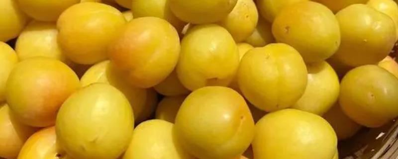 杏子有哪些好品种，包括新疆小白杏、北京水晶杏、青岛少山红杏等品种