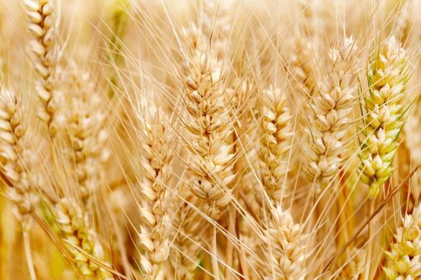 万丰505小麦种子简介，每亩适宜基本苗20～22万