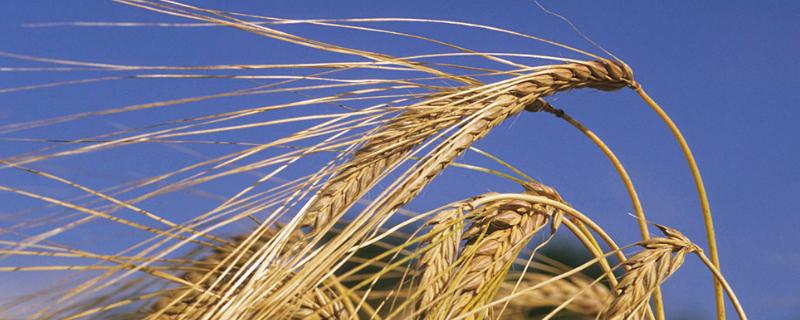 河农7008小麦种子简介，该品种属冬性中熟品种