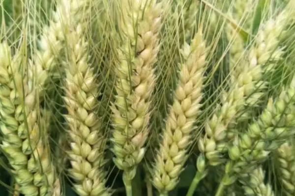 马兰2号小麦种子特点，平均生育期236天