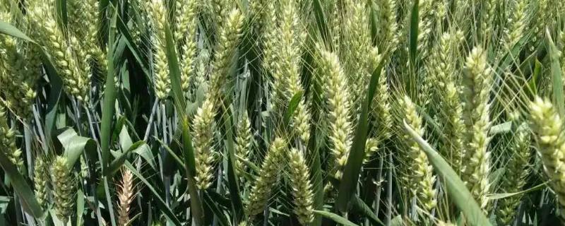 兆育麦13小麦品种简介，适宜播期为10月5日～15日
