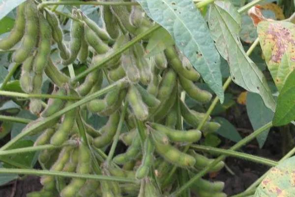 石豆19大豆种子介绍，每亩追施提苗肥尿素15kg