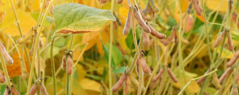 石豆24大豆种子特征特性，每亩播种量5～6kg