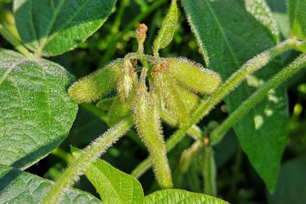 石茶色豆4号大豆种子特征特性，高抗花叶病毒病7号株系