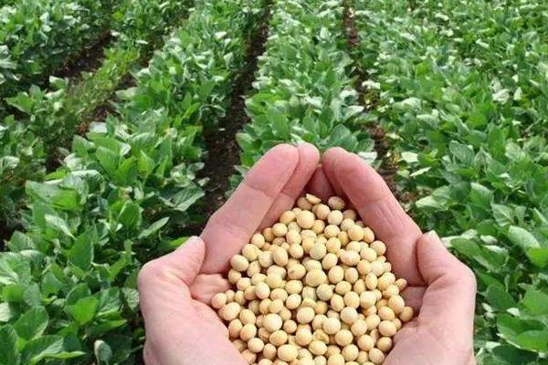 石豆19大豆种子介绍，每亩追施提苗肥尿素15kg