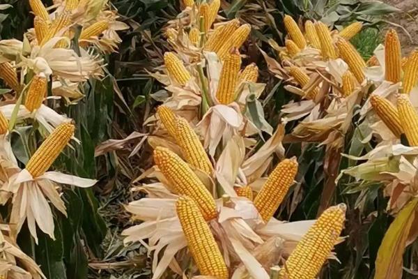 品黑糯482玉米种子特征特性，适宜播期4月下旬至5月上旬