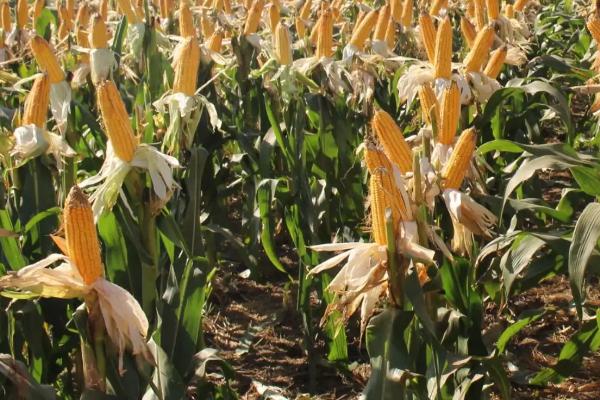 金农919玉米品种的特性，注意防治矮花叶病