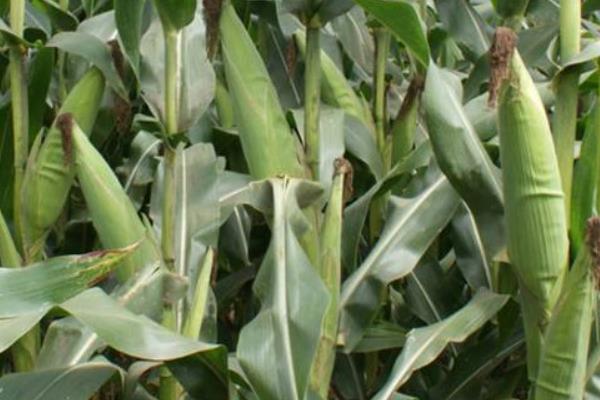 龙生7702玉米种子特征特性，适宜播期4月下旬至5月上旬