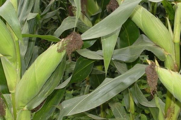 品黑糯482玉米种子特征特性，适宜播期4月下旬至5月上旬
