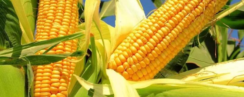 金穗618玉米种子特征特性，适宜播期4月下旬至5月上旬