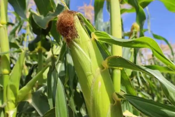 龙生7702玉米种子特征特性，适宜播期4月下旬至5月上旬
