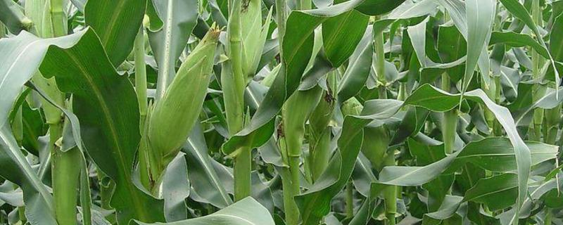 沃锋518玉米种子介绍，防治丝黑穗病及地下虫害
