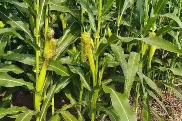 GD1908玉米种子特点，注意防治丝黑穗病