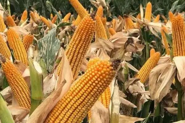 GD1908玉米种子特点，注意防治丝黑穗病