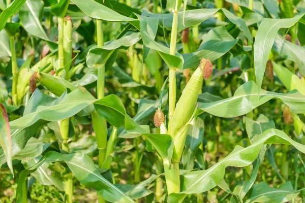 金农919玉米品种的特性，注意防治矮花叶病