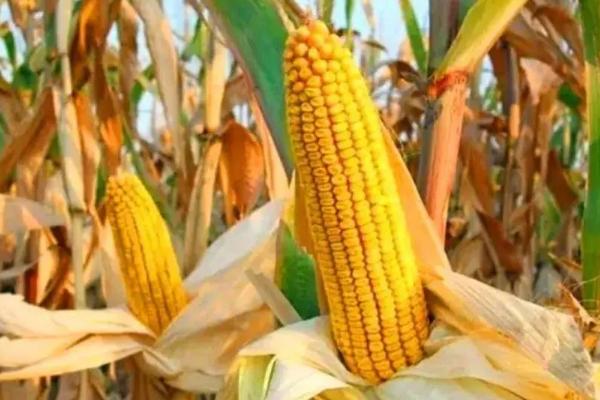 盈玉196玉米品种的特性，注意防治地下害虫和玉米螟