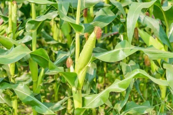 太育11号玉米品种简介，适宜播期4月下旬至5月上旬