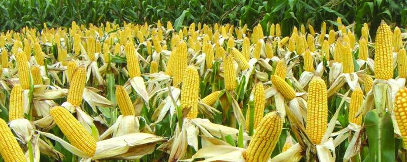 长单988玉米种子特点，适宜播期4月下旬至5月上旬