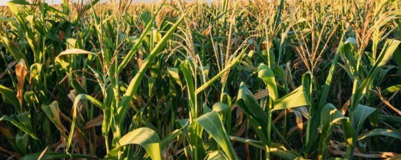 盈玉196玉米品种的特性，注意防治地下害虫和玉米螟