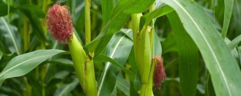 润民369玉米品种的特性，适宜播期4月下旬至5月上旬