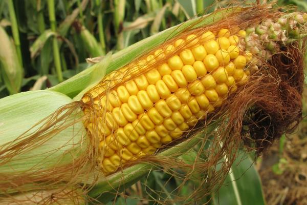 DF992玉米种子特征特性，适宜播期4月下旬至5月上旬