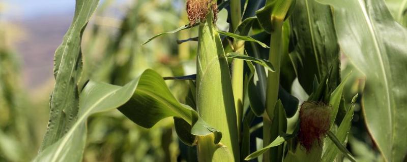 龙生319玉米品种简介，适宜播期6月上中旬