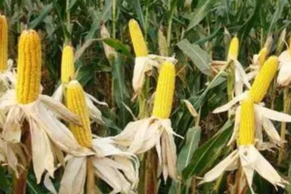 长单988玉米种子特点，适宜播期4月下旬至5月上旬