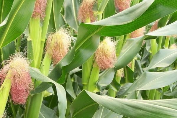 先丰211玉米种子特征特性，注意防治矮花叶病和倒伏发生