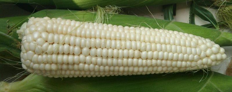 鑫丰盛9898玉米种子简介，适宜播期6月上中旬